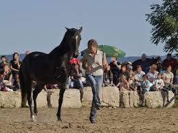 Als klopphengst bezeichnete man früher ein männliches pferd, das durch beklopfen der hoden und/oder samenstränge zeugungsunfähig gemacht wurde. Die Pferde Horse In Balance