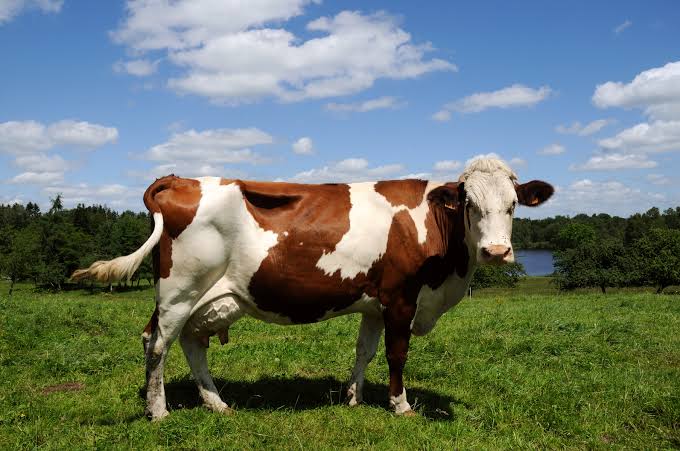 Guernsey Cattle: Heritage Livestock Breeds – Mother Earth News