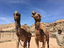 We will call you the day before your tour to confirm your exact pick up time and location. Adventure Time Review Of Camel Safari Las Vegas Las Vegas Nv Tripadvisor