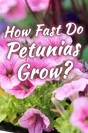 How Fast Do Petunias Grow Garden Tabs