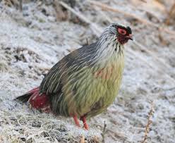 ˈsikːim) is a state in northeastern india. State Bird Of Sikkim Blood Pheasant Complete Detail