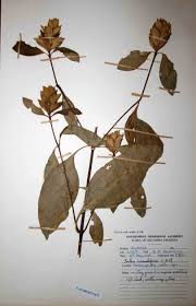 Image result for Barleria crossandriformis