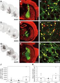 Image result for Poppy Red 1996 AAV
