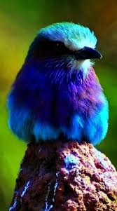 Birds Of A Feather Movie Trailer Check Out What I Gotlittle Birds Movie Trailer Pretty Birds Beautiful Birds Colorful Birds