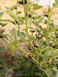 Image result for Ozoroa nigricans