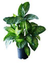 Dumb Cane Dieffenbachia House Plant Care Picture Common House Plants House Plant Care House Plants