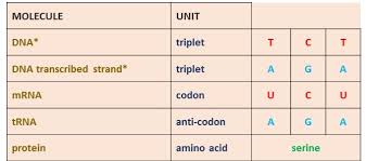 vce biology from dna triplet to amino acid working out