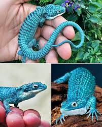 Image result for Barleria grandicalyx