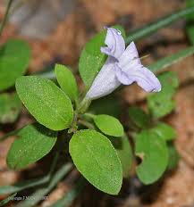 Image result for Ruellia patula