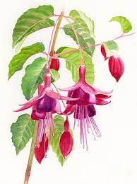 Watercolor Paintings Of Fuchsia And Purple Fuchsias Painting Red And Purple Fuchsias Fine Art Print Floral Painting Flower Painting Flower Art
