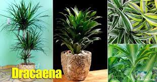 Are predisposed to cutting the cane. Popular Types Of Dracaena Varieties Used Indoors And Outdoors