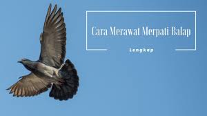 Burung ini banyak di pelihara di samping rumah dan di liarkan. Cara Merawat Merpati Balap Secara Lengkap Bagi Pemula Dan Lanjutan