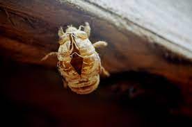 You know you're supposed to peel shrimp and not eat the shell right? Cicada Shell Natureisfuckinglit