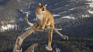 Das thema dieses fotos ist puma concolor, tier, tierwelt. Puma Tier Hintergrundbilder Novocom Top