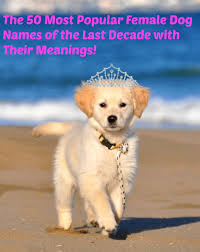 But that's only the beginning. The 50 Most Popular Names For Female Dogs Of The Decade And Their Meanings Pethelpful