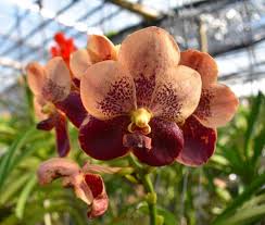 Hybrid Vanda Orchid Flower Farm Flower Garden Design Vanda Orchids