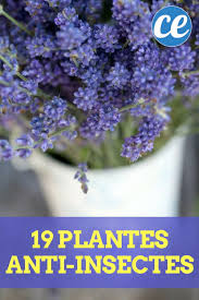 Maybe you would like to learn more about one of these? 19 Plantes Anti Insectes Qui Protegent Naturellement Votre Maison Jardin