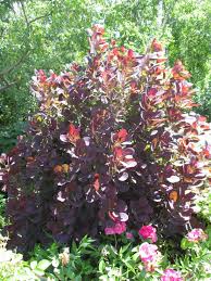 Check spelling or type a new query. Spectacular Smokebush Cotinus Rotary Botanical Gardens