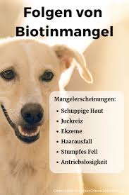Biotin Fur Hunde So Beugen Sie Biotinmangel Beim Hund Vor Hunde Ernahrung Biotin Hundegesundheit