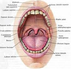 Image result for tonsilla palatina