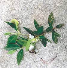 Azalea Leaf And Flower Gall Gazette Journal