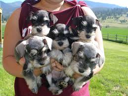 California schnoodles and sheepadoodlescalifornia schnoodles and sheepadoodlescalifornia schnoodles and sheepadoodles. Google Image Result For Http Giantschnoodlesandminiatureschnauzers Com Yahoo Schnauzer Puppy Miniature Schnauzer Puppies Puppies