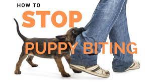 My puppy is great, but he's always biting me. Puppy Biting What S Normal What S Not And How To Curb It