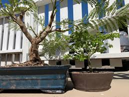 Check spelling or type a new query. Fresh Pot And Soil For My Jacaranda Mimosifolia Sakai01 Bonsai Blue Jacaranda Next To Younger Established Pithecellobium Tortum Brazilian Rain Tree Bonsai