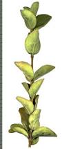Image result for Afrocanthium gilfillanii