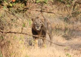 Asiatic Lion 01 Lion Wikipedia In 2020 Asiatic Lion Lion Wildlife
