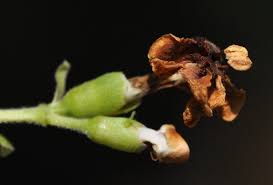 Image result for Schrebera trichoclada