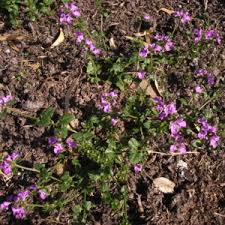 Image result for Stachys aethiopica