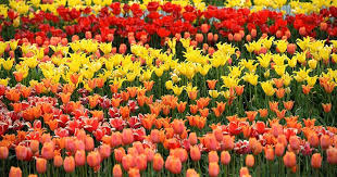 Apabila daerah anda hanya memiliki satu musim, kemungkinan besar anda tidak perlu memberikan pupuk sama sekali. Selain Dimakan 20 Bunga Ini Baik Untuk Kesehatan Tubuh Popmama Com