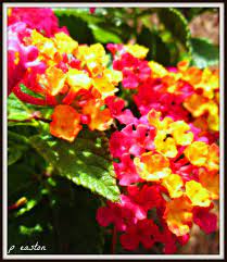 Lantana Love Flowers Lantana Lantana Camara