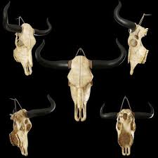 Cow Skull 3d Model Cow Skull Skull Reference Skull Model
