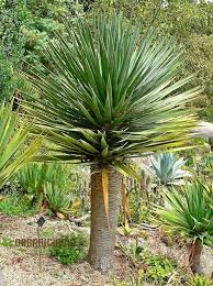 Image result for Dracaena