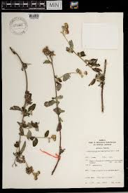 Image result for Gutenbergia rueppellii