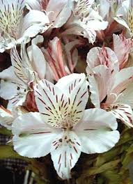 White flowers names for dogs. Pin On Jardineria