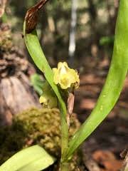 Image result for Polystachya macropoda