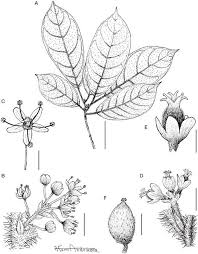 Image result for Maesobotrya floribunda