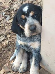 Blue Tick Puppy Hound Puppies Cute Dog Toys Blue Tick Hound Puppy