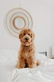 Check spelling or type a new query. Goldendoodle Pictures Download Free Images Stock Photos On Unsplash