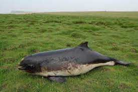 Er besitzt einen eleganten, spindelförmigen körper, dieser ist wohl proportioniert, der kopf ohne schnabel. Studie Ruckgang Der Schweinswale Im Bereich Der Deutschen Nordsee Wattenrat Ostfriesland Mit Der Wattenpresse Unabhangiger Naturschutz Fur Die Kustewattenrat Ostfriesland Mit Der Wattenpresse Unabhangiger Naturschutz Fur Die Kuste