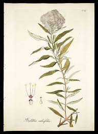 Image result for Buddleja saligna