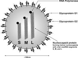 People become infected when they inhale (breathe in) dust. Hantavirus Infection American Society Of Nephrology