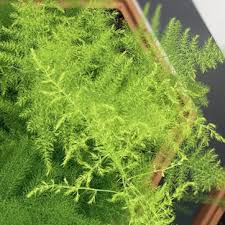 Image result for Asparagus setaceus