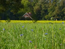 It is also important to know if the export company knows the market. Elevation Of Barloer Ringstrasse 50e Bocholt Germany Topographic Map Altitude Map