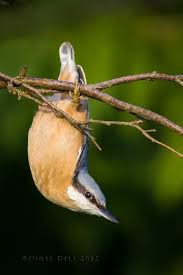 Birds Of A Feather 2020 Nuthatch In 2020 Feather With Birds Tattoo Bird Feathers Bird