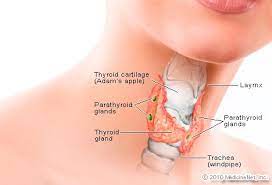 Your thyroid lies below your adam's apple, along the front of the windpipe. Thyroid Picture Image On Medicinenet Com