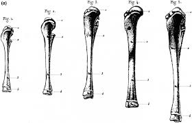 A hand drawn sketch by dr. Developmental Bone Biology Springerlink